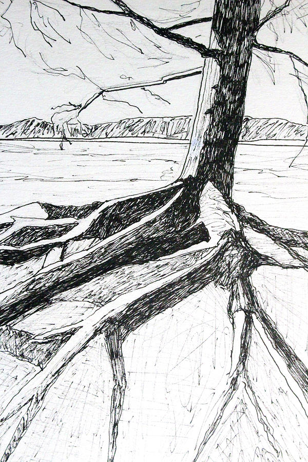 Tree Drawing Drawing by Nancy Merkle