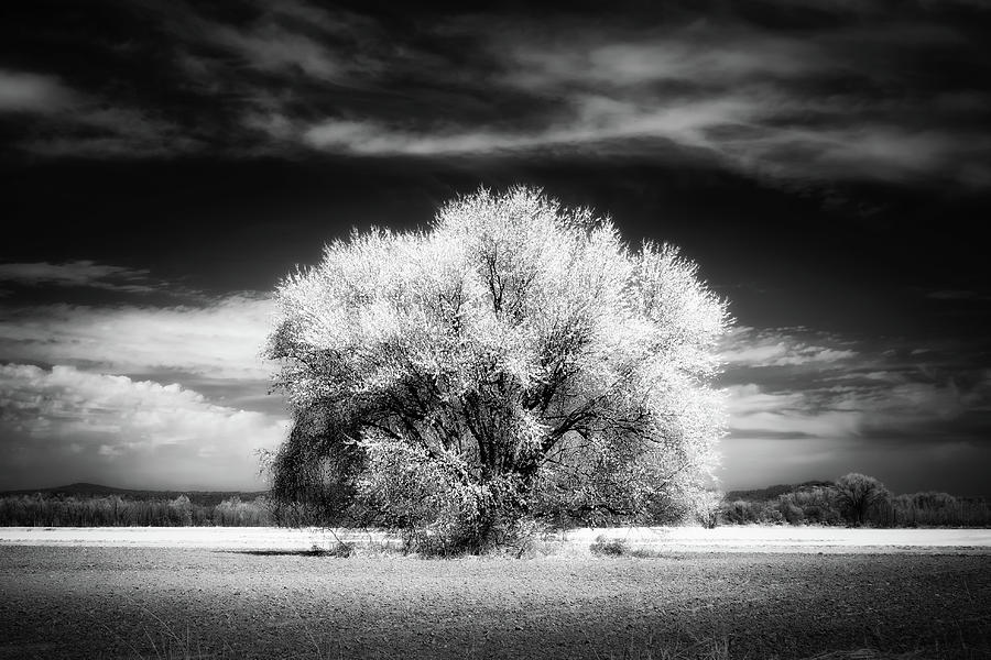 Tree Dream Photograph by James Barber