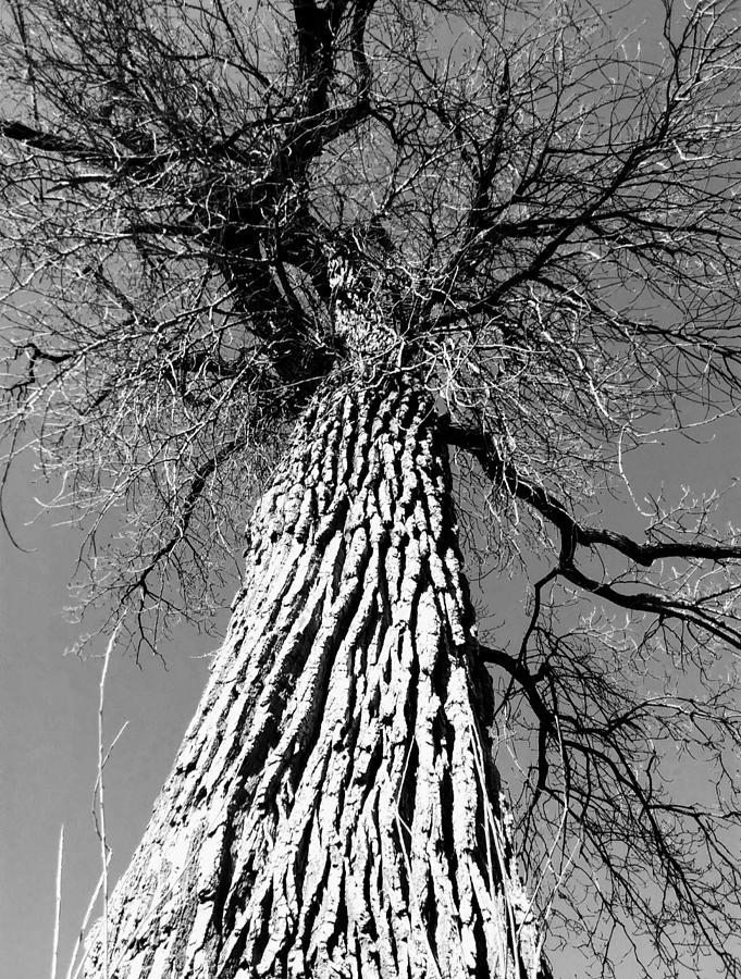 Tree Elder Photograph by Cindy Chapman - Fine Art America