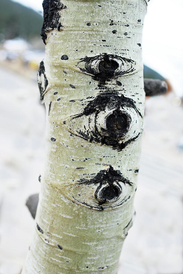 Tree Eyes Photograph by Naomi Wittlin