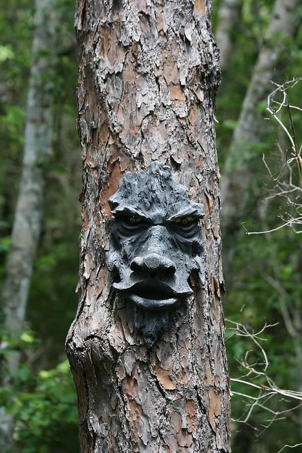 Tree Face Photograph By Mary Alice Manella - Fine Art America