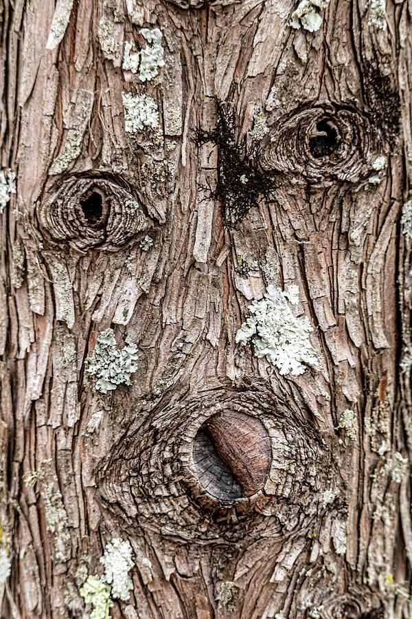 Tree Face Photograph by Rick Nelson