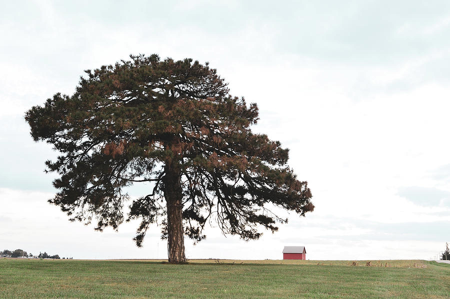 Tree featuring Barn Photograph by Jill Paska - Fine Art America