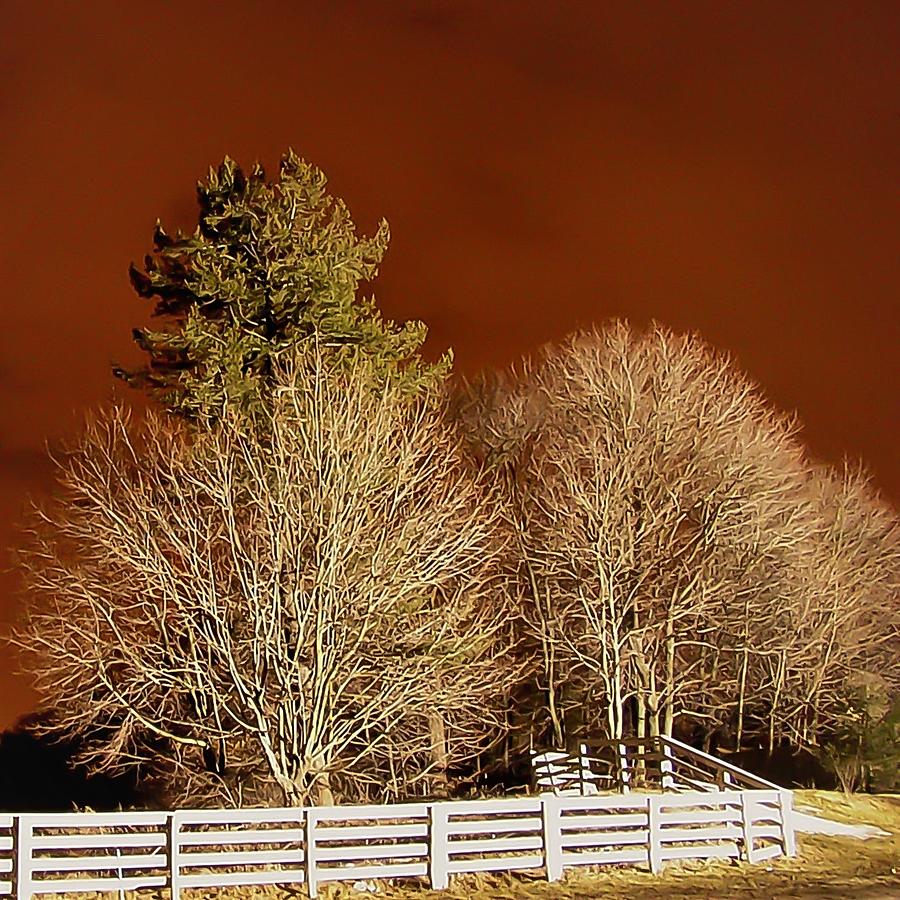Tree Fence Photograph by John Linnemeyer