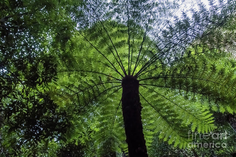 Tree Fern Photograph by Suzanne Luft