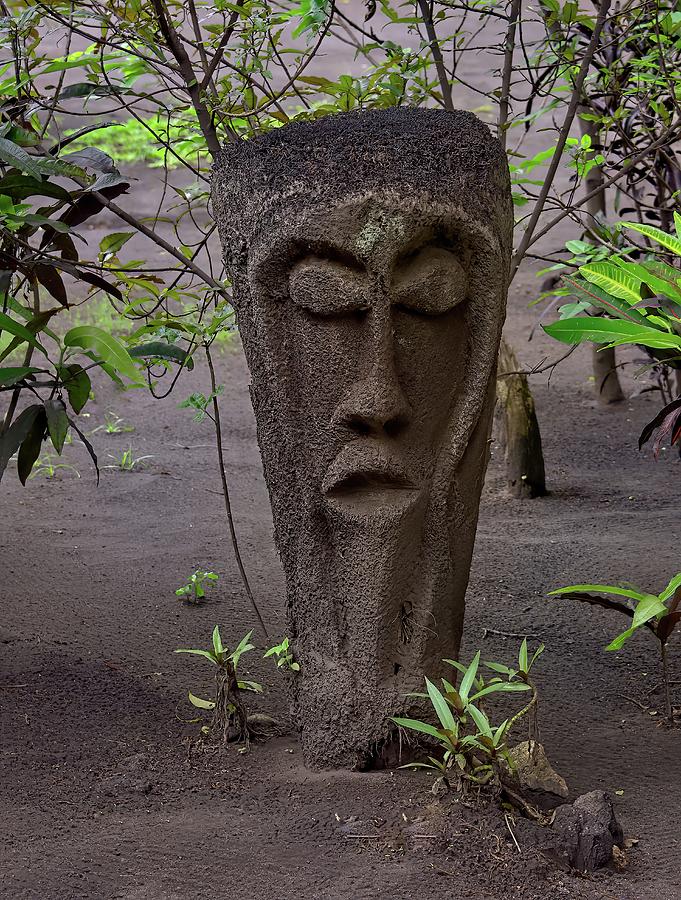 Tree Fern Grade Statue Vanuatu Photograph