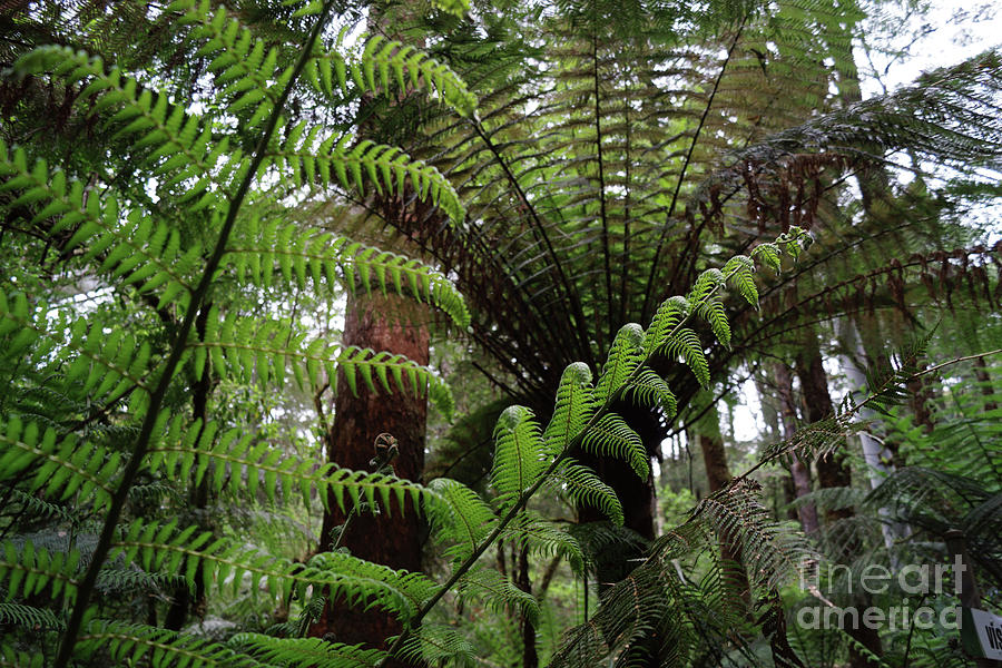 Tree Ferns at Great Otway Forest Photograph by Cassandra Buckley