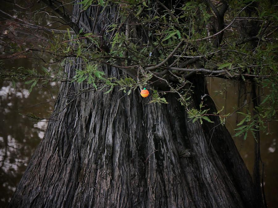 Tree Fishn Photograph by Buck Buchanan