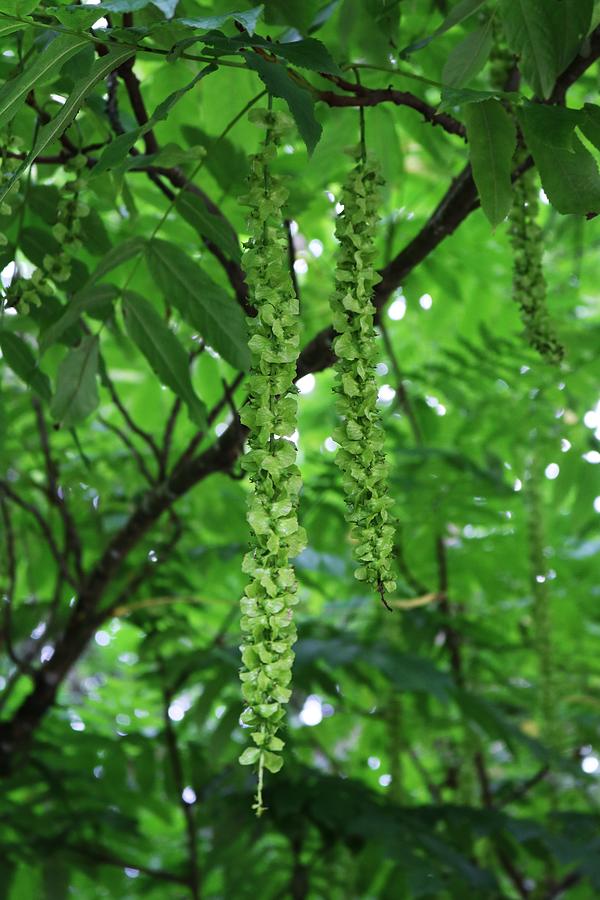 Tree Flowers In Green Photograph
