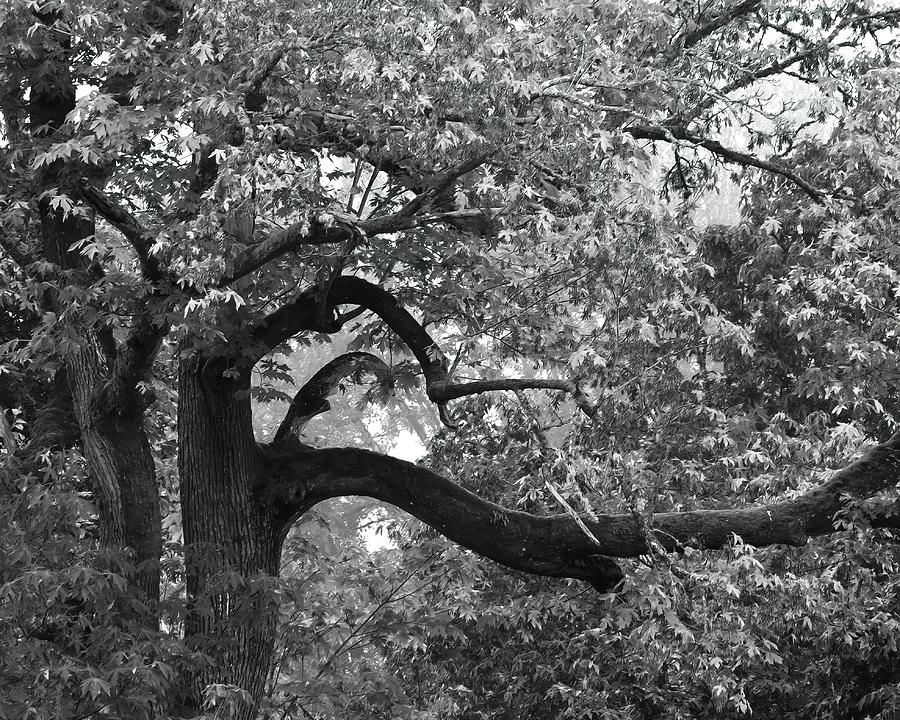 Tree Forms Photograph by Iina Van Lawick