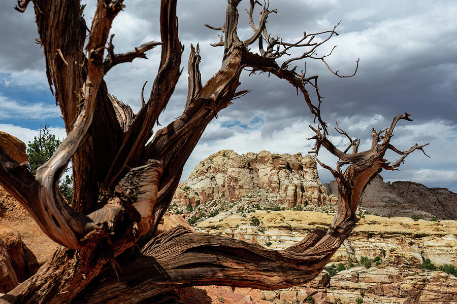 Tree Frame Capitol Reef Photograph by Diane Moller