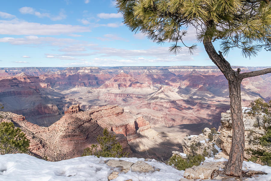 Tree Frames The Grand Canyon In January Photograph
