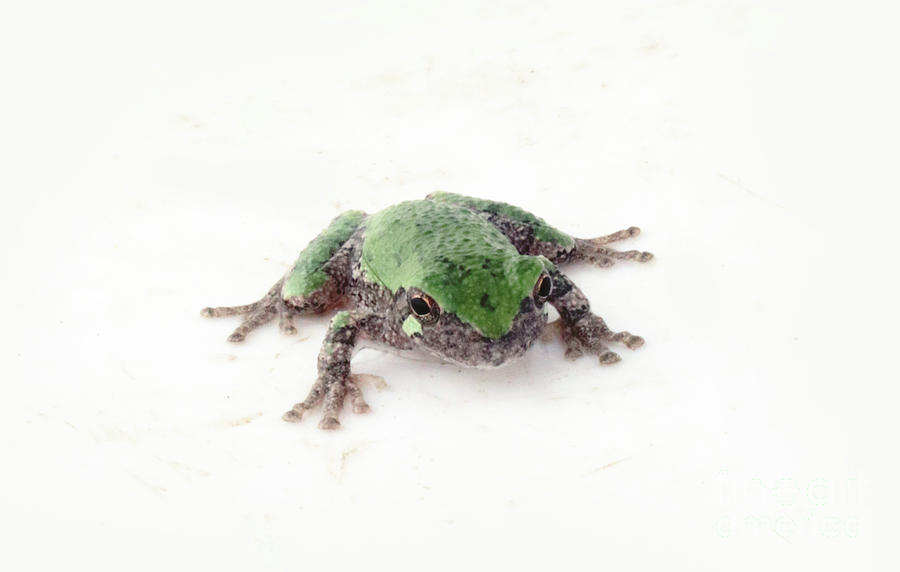 Tree Frog  0159 Photograph