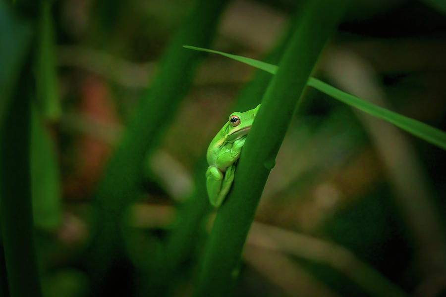 Tree Frog-1 Photograph by John Kirkland