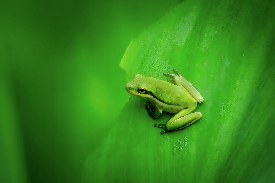 Tree Frog-2 Photograph by John Kirkland