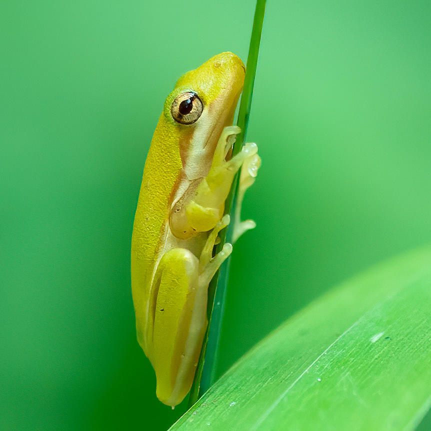 Tree Frog 2 Photograph by Larry Maras Tree Frog 2 Photograph by Larry Maras