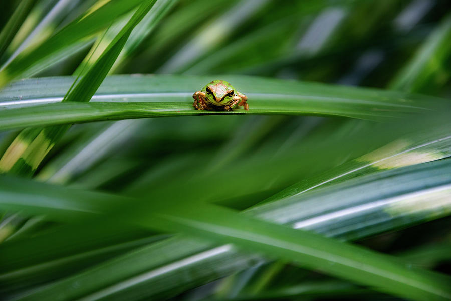 Tree Frog 2 Photograph by Pelo Blanco Photo