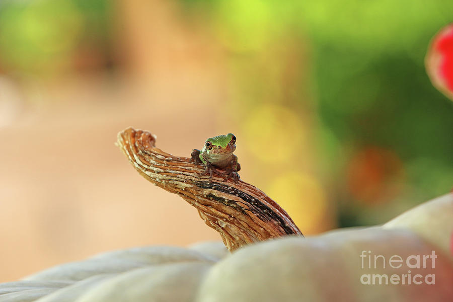 Tree Frog 2029 Photograph by Jack Schultz