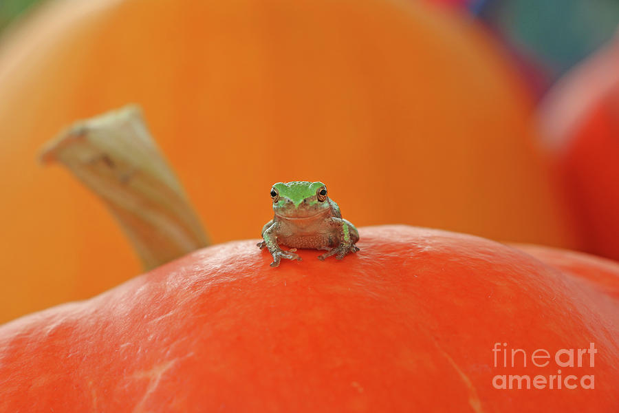 Tree Frog  2952 Photograph by Jack Schultz