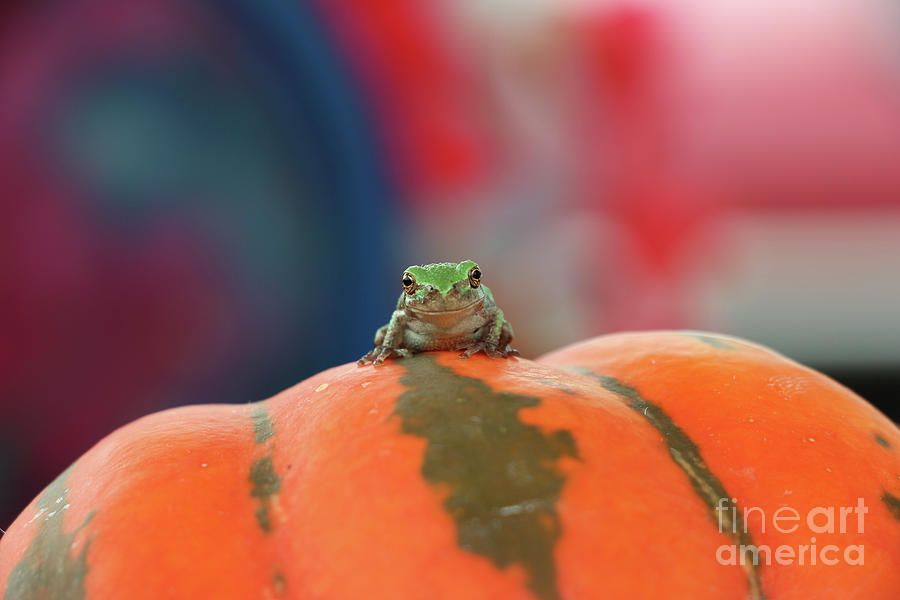 Tree Frog  3004 Photograph by Jack Schultz