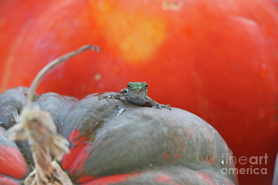 Tree Frog  3139 Photograph by Jack Schultz