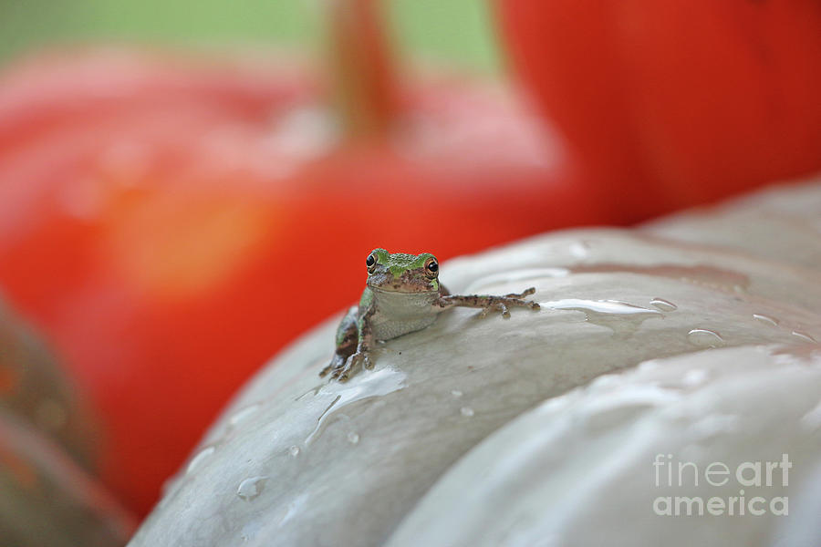 Tree Frog  3191 Photograph by Jack Schultz