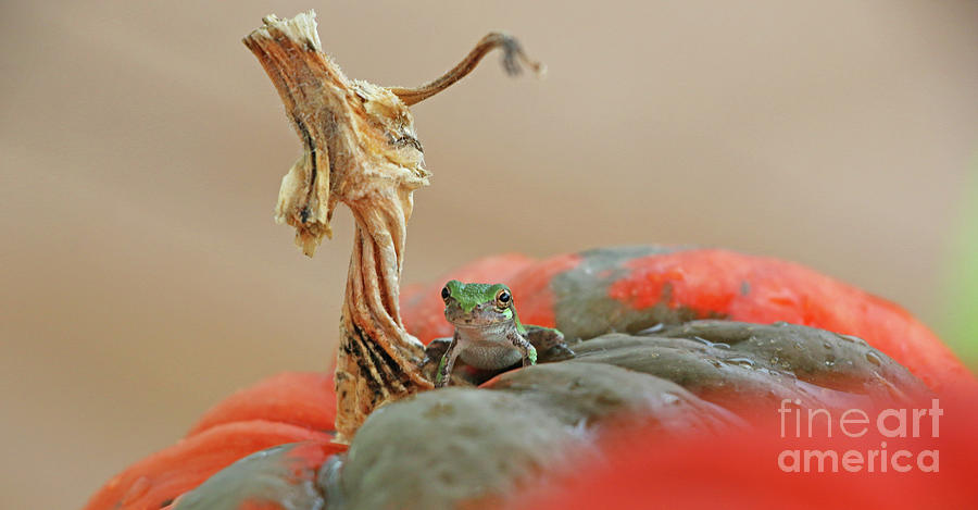 Tree Frog  3273 Photograph by Jack Schultz
