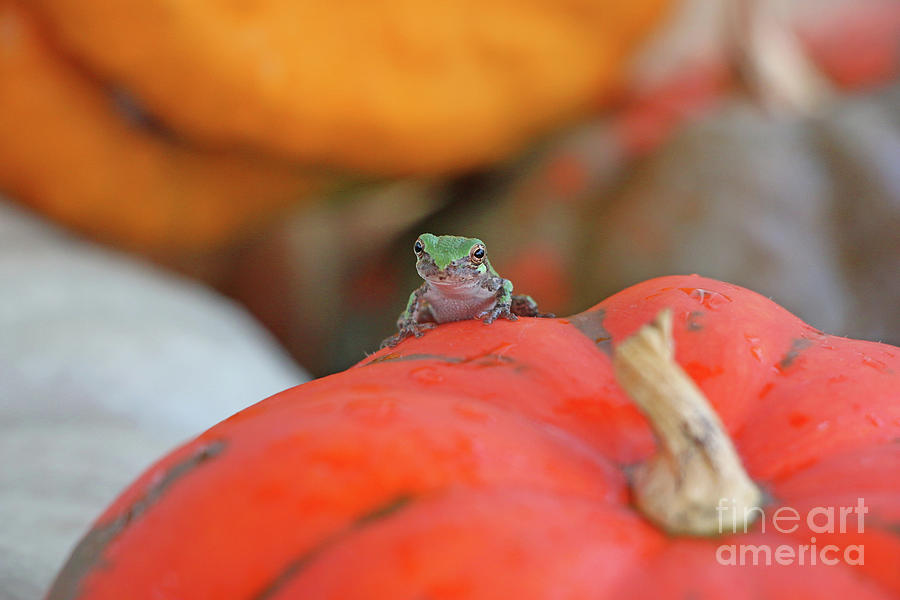 Tree Frog  3353 Photograph by Jack Schultz