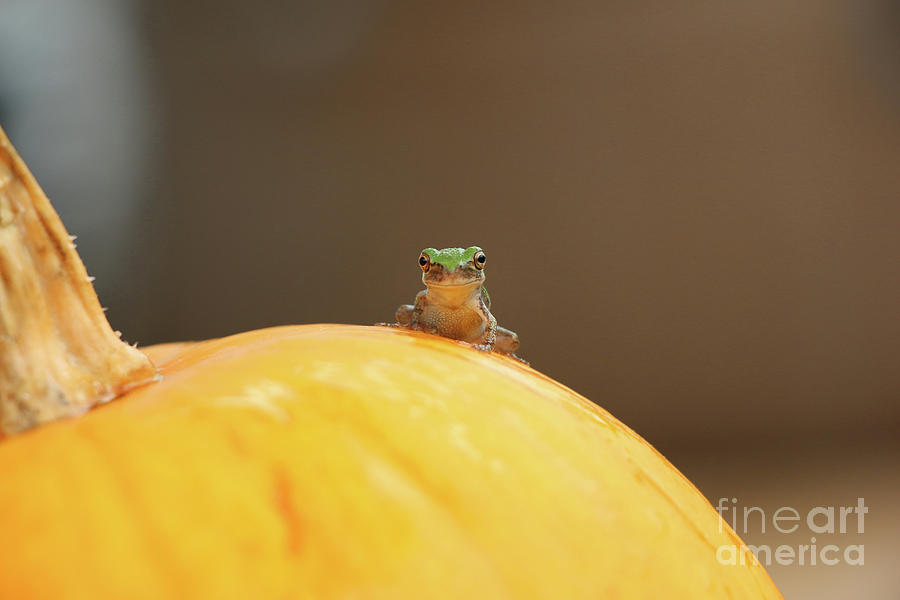 Tree Frog 3519 Photograph by Jack Schultz