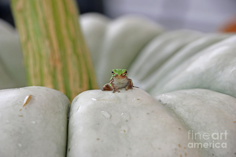 Tree Frog 3621 Photograph by Jack Schultz