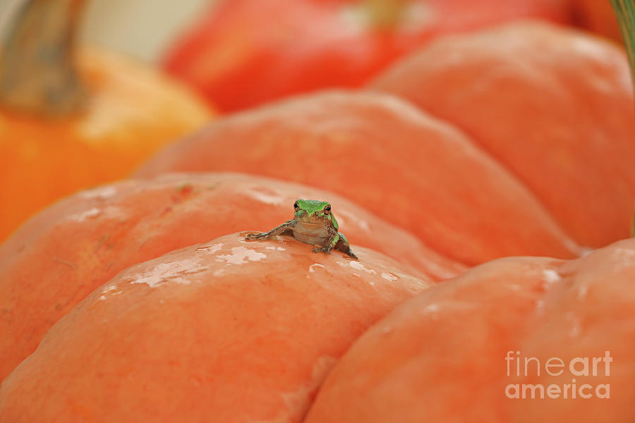 Tree Frog  3701 Photograph by Jack Schultz