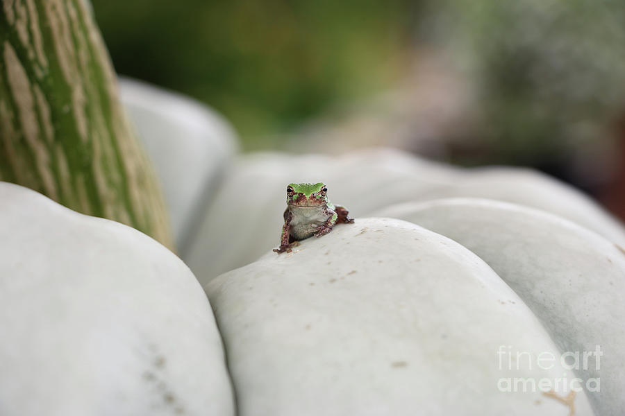 Tree Frog  3803 Photograph by Jack Schultz