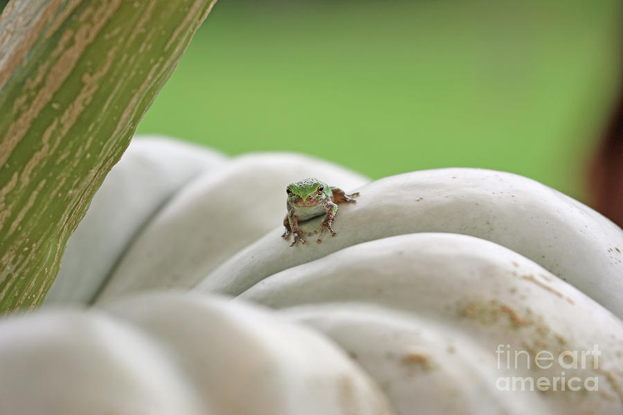Tree Frog  3809 Photograph by Jack Schultz