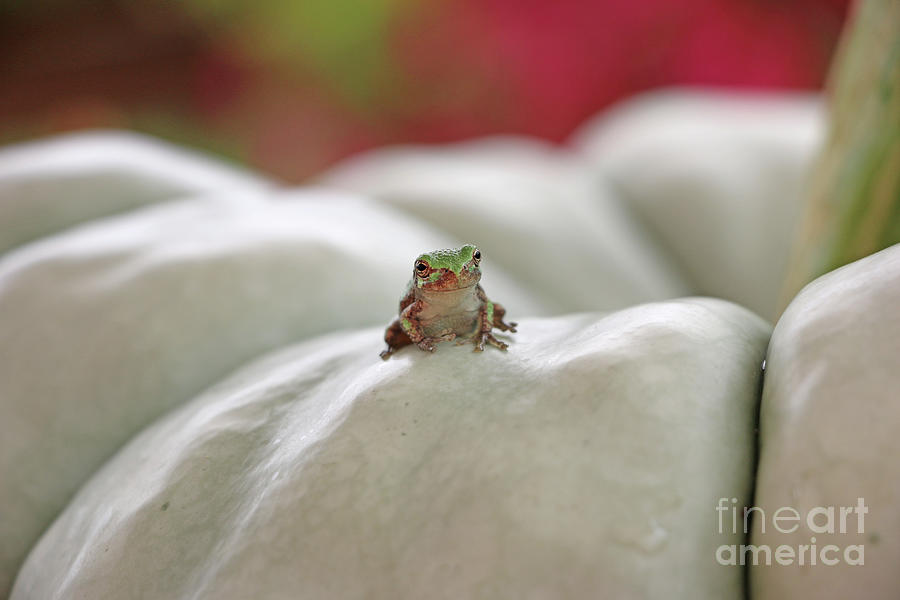 Tree Frog  3815 Photograph by Jack Schultz
