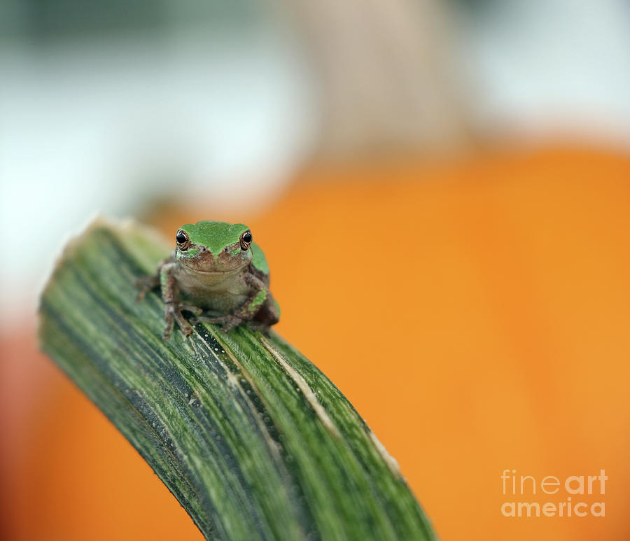 Tree Frog  3851 Photograph by Jack Schultz
