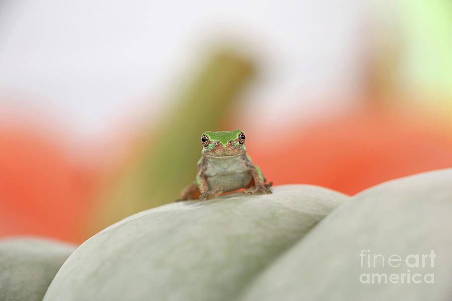 Tree Frog  3884 Photograph by Jack Schultz