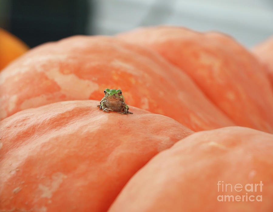 Tree Frog  4049 Photograph by Jack Schultz
