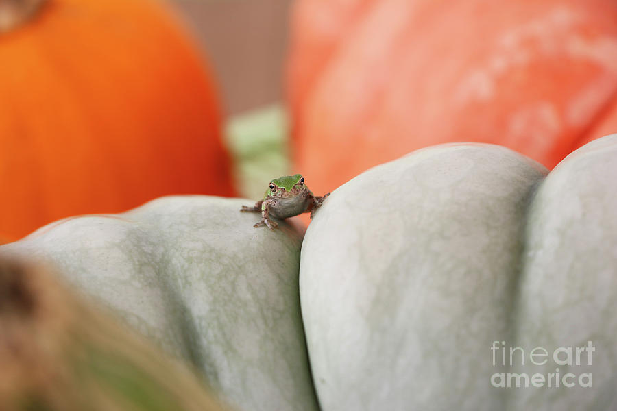 Tree Frog  4052 Photograph by Jack Schultz