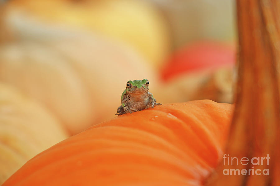 Tree Frog  4075 Photograph by Jack Schultz