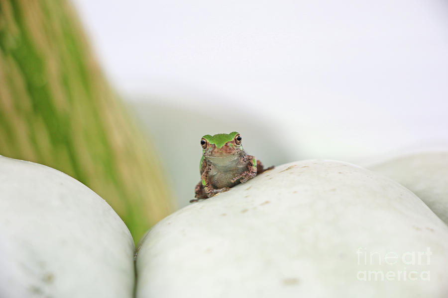 Tree Frog  4087 Photograph by Jack Schultz
