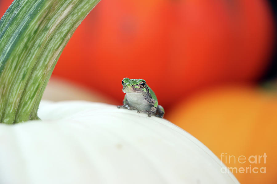 Tree Frog  4149 Photograph by Jack Schultz