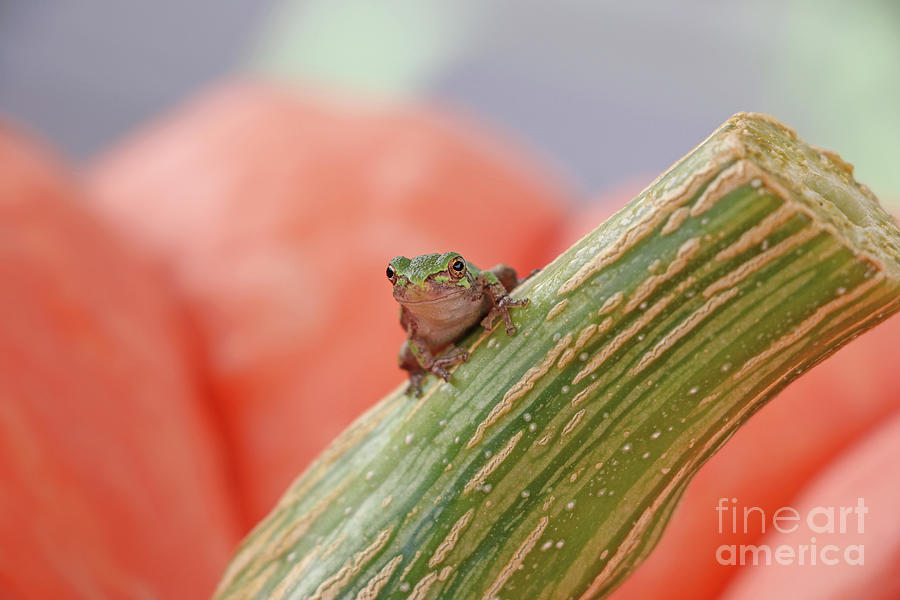 Tree Frog  4156 Photograph by Jack Schultz