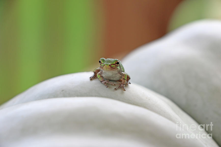 Tree Frog  4181 Photograph by Jack Schultz