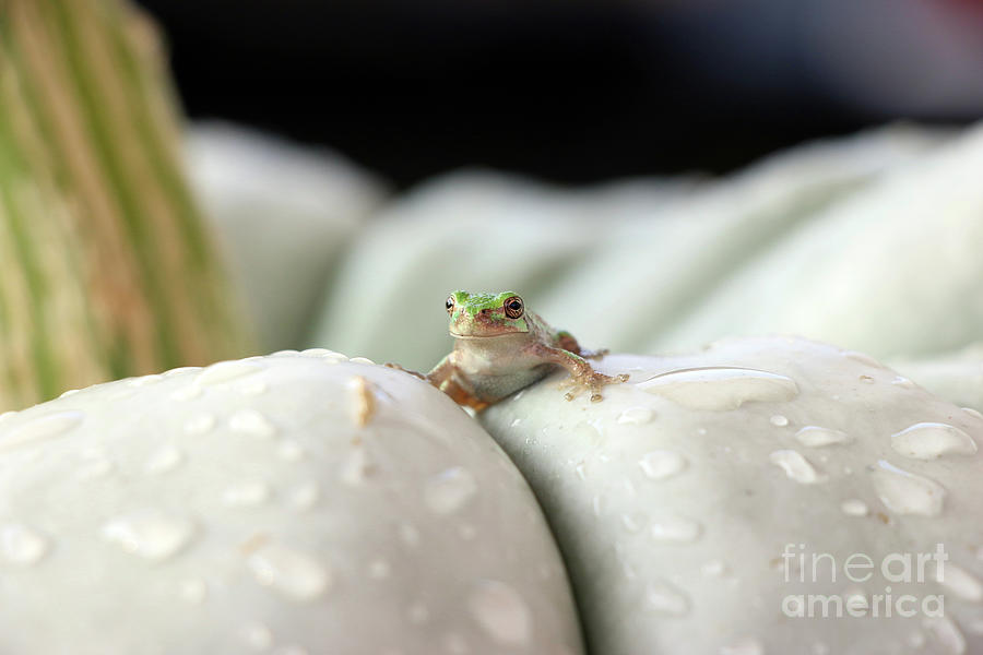 Tree Frog  4572 Photograph by Jack Schultz