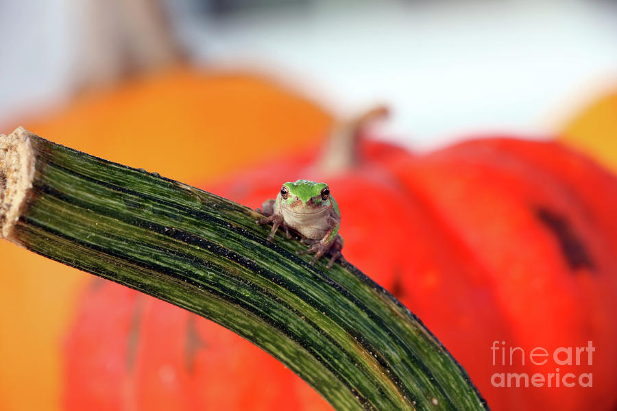 Tree Frog  4588 Photograph by Jack Schultz