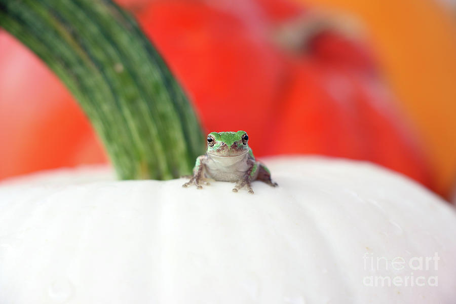 Tree Frog  4662 Photograph by Jack Schultz