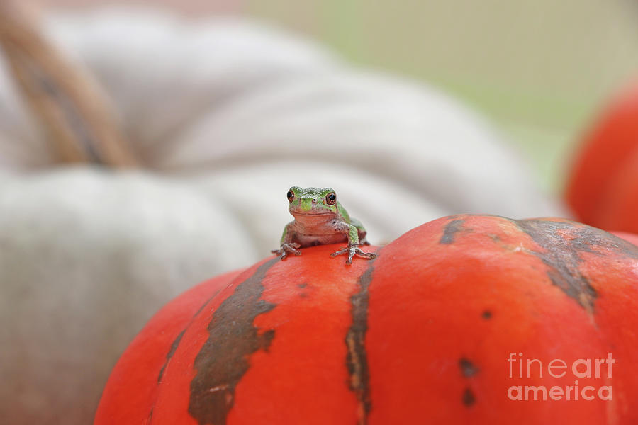 Tree Frog  4708 Photograph by Jack Schultz