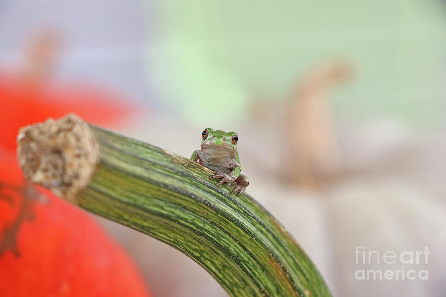 Tree Frog  4728 Photograph by Jack Schultz
