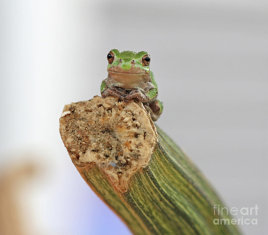 Tree Frog  4735 Photograph by Jack Schultz