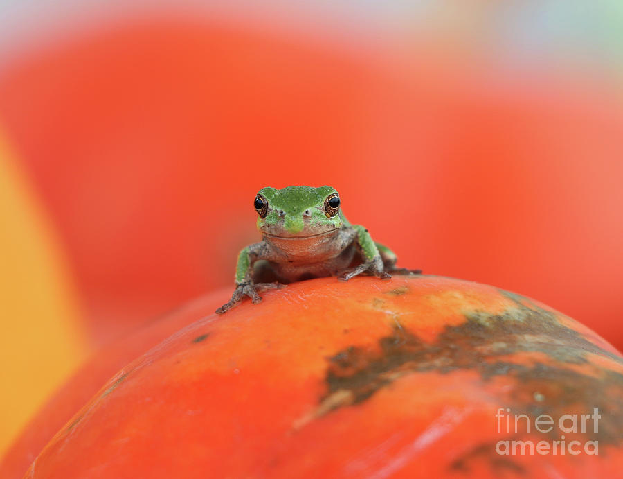 Tree Frog  4745 Photograph by Jack Schultz